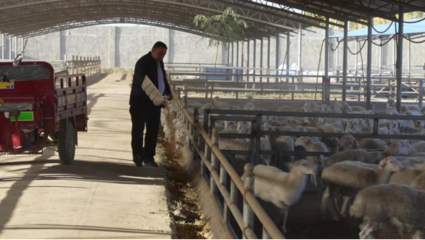 新疆库车市 畜牧养殖带动村民致富增收，养殖与销售并重