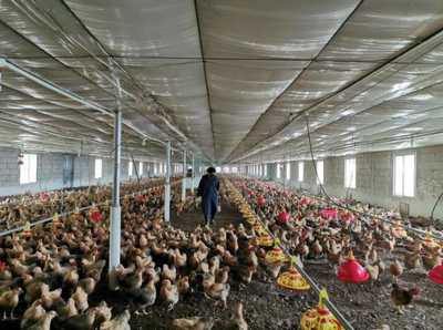 连平县 产业振兴加速发展，养殖与销售双轮驱动粤进新时代