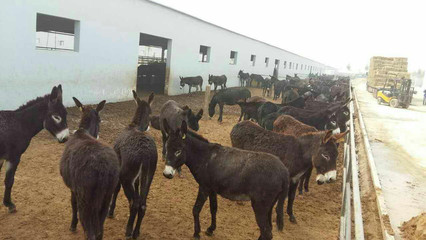 百事利农家养殖 肉驴养殖与销售全攻略