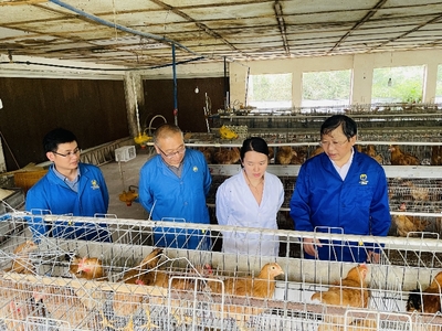 科技助力宣城肉鸡全产业链升级 养殖与销售新飞跃