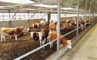 齐齐哈尔“三岁牛”品牌走红网络，探究其养殖特色与销售新路径