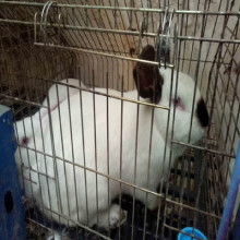 兰州兴瑞养殖厂 专业养殖与优质销售一体化服务