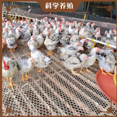 白芦花鸡养殖与销售全攻略 从快大型到矮脚型