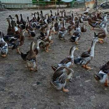 邓小凤 深耕养殖与销售，连接城乡的农产品供应桥梁