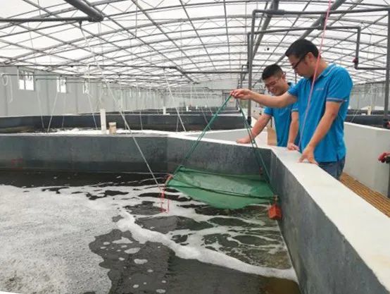 从池塘到餐桌 梁平首批本地养殖南美白对虾即将上市