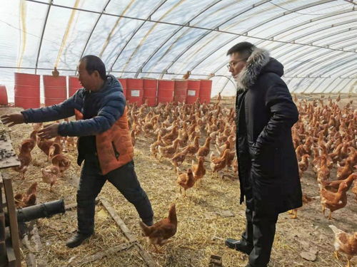 平谷挂职团队出实招办实事 精准发力养殖与销售，助力乡村全面振兴