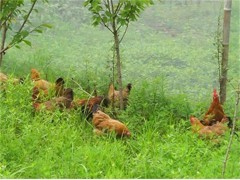 土鸡蛋销售|营养土鸡蛋|团购土鸡蛋|金牌养殖土鸡专家_中国贸易网 养殖与销售