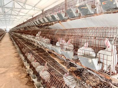 白杨镇 特色养殖小肉兔「蹦」出振兴致富路