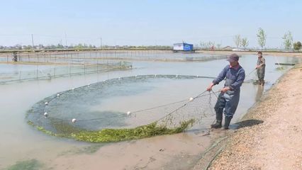 五年来马鞍山农业阔步迈向产业化与现代化——养殖与销售并举