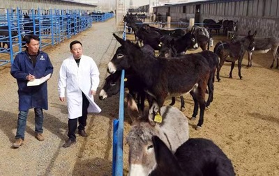 肉驴的养殖与销路 从科学养殖到市场开拓