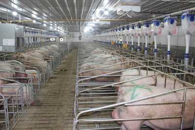 围绕新国发2号文件精神 全力提升现代农业产业质效——县农业农村局聚焦养殖与销售