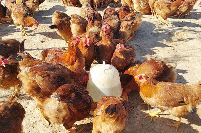 农村养殖业与种植业的风险对比 养殖与销售视角