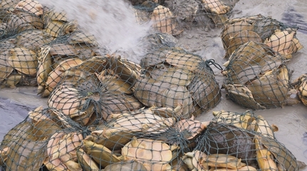 学习强国丨河南潢川 水中捞“金” 特色产业强县富民 养殖与销售